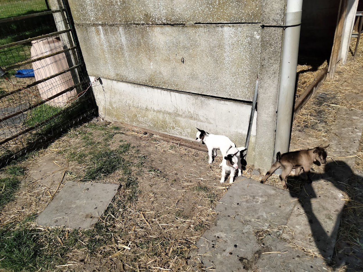 boucs de chèvre nains